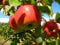 Apfelbaum, James Grieve, Malus domestica, Obstbaum winterhart, alte Sorte grün, im Topf, ca. 175
