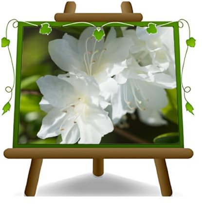 Azalea Blanca Plantas Ornamentales en maceta de 17 cm - Cabello 30 cm
