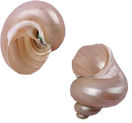 COYOUCO Coquilles de Crabe ermite Hermit Crab fournit des coquilles de Croissance Naturelle pour la variété de Crabe ermite Turbo Seashells Conque de mer DIY Fish Tank Décoration,D