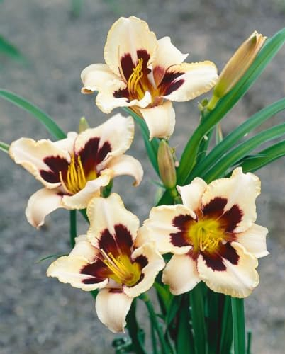 Hemerocallis x cult. 'Moonlit Masquerade' 11x11 cm Topf – Winterhart, Mehrjährig, Pflegeleicht – Taglilie – Staude für Beet & Rabatte