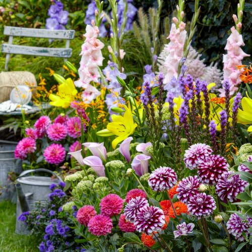 All Summer Zwiebeln Budget Kollektion (50 Knollen) - Mehrjährig Blumenzwiebeln Mischung - große winterhart pflanzen aus Holland - Für Garten, Töpfe und Balkon (kein Samen, nicht künstlich)