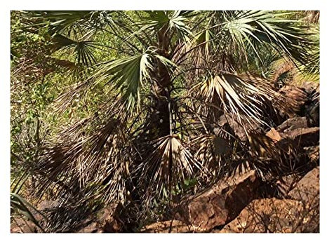 Pack of 5 Livistona Victoriae Victoria Umbrella Palm Garden Plants Seeds ID420 Seeds Plants Shop Seed Bench Pullingen Patrik Ipsa