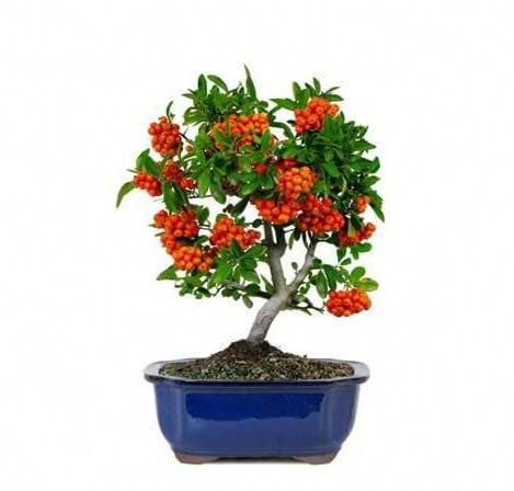 Bonsái Natural de Pyracanta con Maceta de Cerámica Ornamental Espino de Fuego