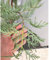 SAVINI VIVAI Heckenpflanze Zypresse Leylandii Heckenpflanzen Baum im Topf 18-20 cm Höhe 70-100 cm Hergestellt in Italien