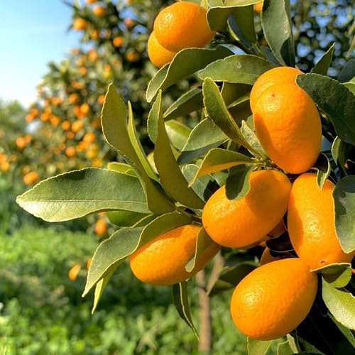 100 Stück orangefarbene Kumquat-Fruchtsamen