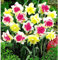 Narzissen Zwiebeln,Winterharte mehrjährig,seltene pflanzen,Narzissenzwiebeln Rosa trompete,dekorative blumen,Einfache Fürsorge,narzissen knollen,narzissen tete a tete.-10 zwiebeln-E
