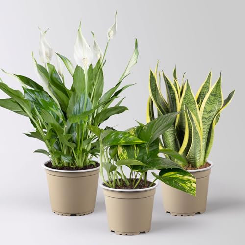 Grünpflanzen-Set Saubere Luft Halbschatten, Topf-Ø 12/13 cm, 3 Pflanzen