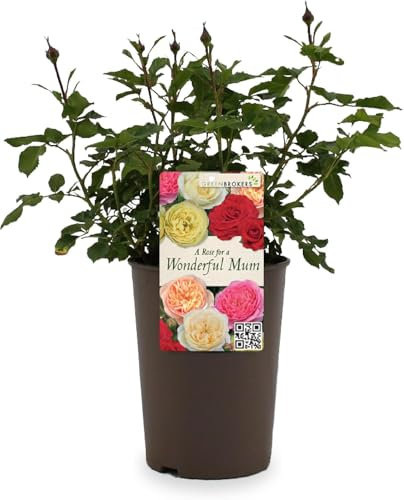 Beautiful Red Gift Rose -  For a Wonderful Mum - Gift Wrap Included | Mothers Day | Modern Garden Hybrid Bush Rose - 3L Potted Floral Flowers