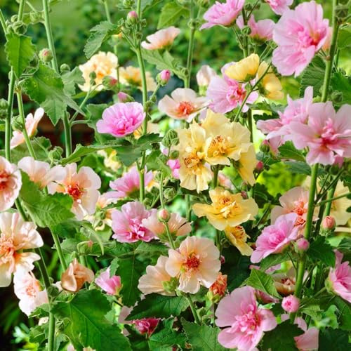 Alcea Rosea Mezcla - 10 Raíces - Plantas Naturales Exterior de Holanda - Plantas de Exterior Resistentes - Decoracion Jardin, Macetas y Balcón - Sin Semillas, No Artificiales