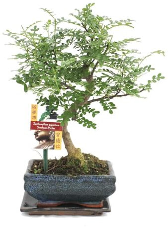Exotenherz - Bonsai Szechuan-Pfeffer - Zanthoxylum piperitum - ca. 6 Jahre