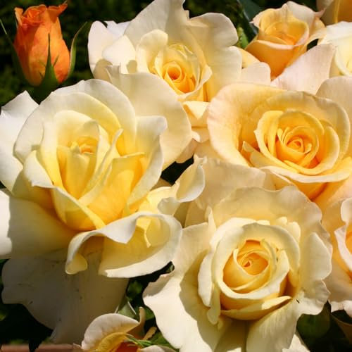 YouGarden Rose 'Sunny Sky' in 3L Pot, Rose of the Year 2016, Established Potted Rose, Ready to Plant