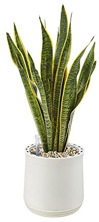 AIRY Pot M mit Bogenhanf & 6-L Airy Base Substrat • Natürlicher Luftreiniger filtert Schadstoffe, Allergene & Gerüche • Ideal für Räume mit ca. 20qm • Made in Germany, 2301-603 weiss-weiss