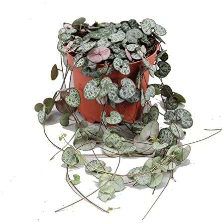 Ceropegia Woodii Planta de Interior Natural Planta Ristra de Corazones, DECOALIVE