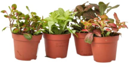 Verdecora | Fittonia | Planta Natural | maceta de Ø9cm