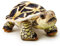 Zappi Co Kinder's Weiches Kuscheliges Plüschtier - Perfekte weiche Spielgefährten für Kinder im bedruckten Stil (26cm Länge) (Indische Sternschildkröte)