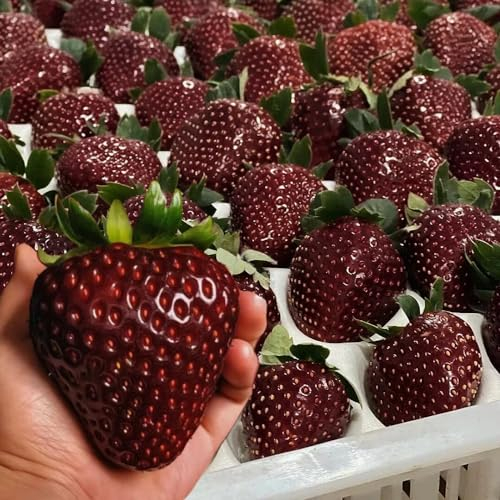 200 pcs erdbeeren samen bio saatgut erdbeer samen，erdbeersamen garten pflanzen erdbeeren blumenwiese samen mehrjährig obst garten deko garten samen samen plantura bodendecker pflanzensamen