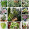 30 Pcs Grünlilie Zimmerpflanze Samen - Chlorophytum Comosum - Kletterpflanzen Winterhart, Pflanzen Hängend, Seltene Pflanzen Grünlilien Grünlilie Kaufen Samen, Samen Alte Sorten, Immergrüne