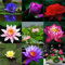Graines de Fleur de Lotus en Bol – 10 Graines de Lotus Colorées pour Culture en Eau, Jardin, Bassin et Décoration d’Intérieur (Mixcolor)
