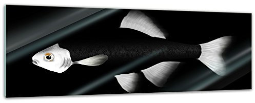 Glasbild - Fisch - schwarz weiß - 120 x 40 cm - Deko Glas - Wandbild aus Glas - Bild auf Glas - Moderne Glasbilder - Glasfoto - Echtglas - kein Acryl - Handmade