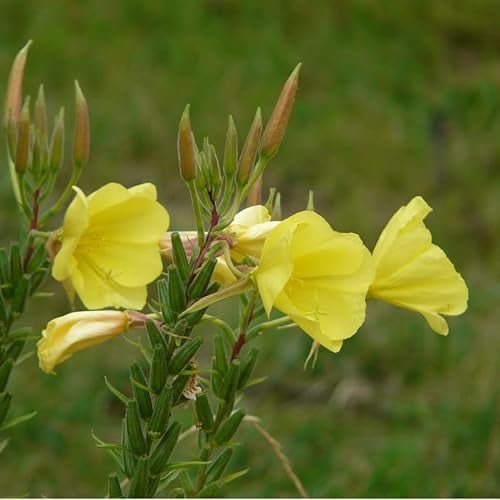 6x Nachtkerze 'Sonnenwende' - Oenothera fruticosa ‘Sonnenwende’ - Topf 9x9cm