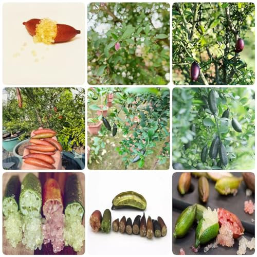 250 piezas Semillas de cítricos australasica planta en maceta de árboles frutales enanos semillas de frutas semillas exóticas frutas exoticas plantas decorativas semillas