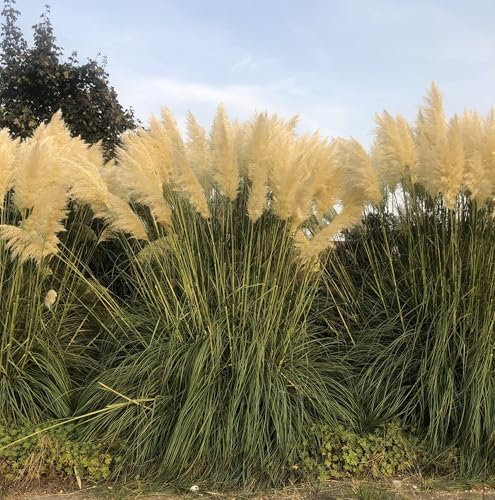 6 x Cortaderia Selloana - Herbe de la pampa en pot de 9x9cm