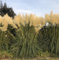 6 x Cortaderia selloana - P9 - Pampasgras im 9 x 9 cm topf