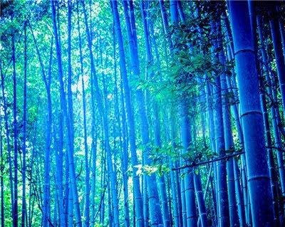 Shopvise Blue Bamboo, bricolage décoratif parfait jardin Graines, pousses de bambou comestibles - 50 Pcs