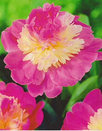 Pfingstrose Gay Paree Paeonia Lactiflora1 Wurzelstück mit Augen Rarität