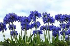 Giglio del Nilo, 20 + semi Fiori, blu Giglio africano Agapanthus Africanus