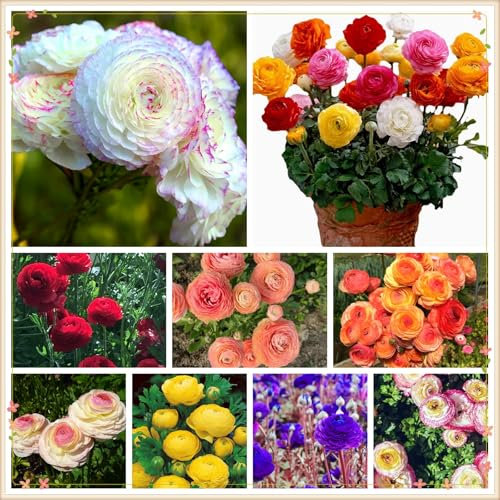 Hochwertige und seltene Blumenzwiebeln, extrem kältebeständig, in verschiedenen Sorten, Bonsai, hervorragende Dekoration für Innen und Garten.-5 ranunkeln zwiebeln
