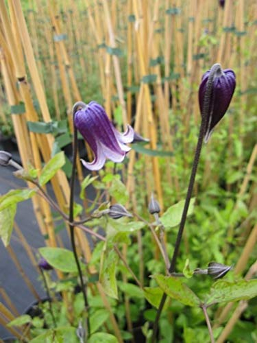 Clematis Roguchi (60-100 cm) - Waldrebe/Klematis