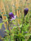 Clematis Roguchi (60-100 cm) - Waldrebe/Klematis