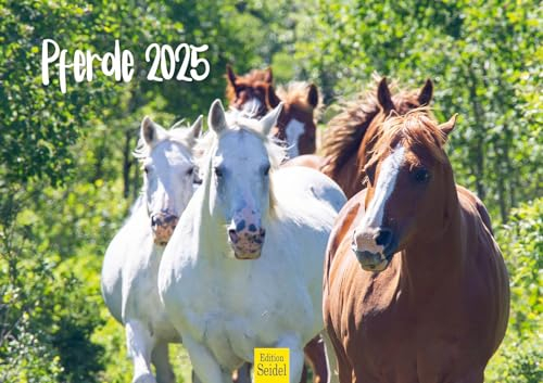 Edition Seidel Premium Kalender Pferde 2025 Format DIN A3 Wandkalender Pferdekalender Tiere Fohlen Stute Hengst Pony