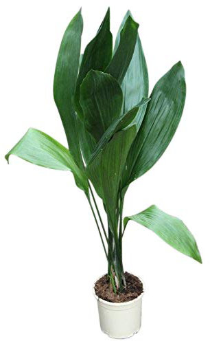 Planta de la casa - Planta para el hogar o la oficina - Aspidistra elatior - Idioma de la suegra - GRAN PLANTA de 95 cm de altura