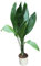 Planta de la casa - Planta para el hogar o la oficina - Aspidistra elatior - Idioma de la suegra - GRAN PLANTA de 95 cm de altura