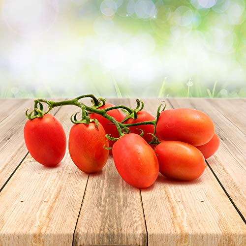 Tomate Roma 25 x Samen aus Portugal 100% natürlich Aufzucht/absolute Rarität/Massenträger (Roma)
