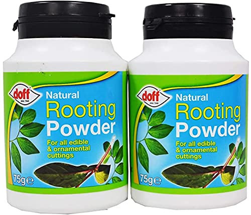 Rooting powder 75gm | Maintains strong healthy roots For all kinds of plants | Natural Rooting powder | Pack of 2