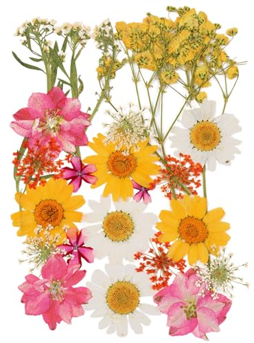 24 Stück Natürliche Getrocknete Blumen Trockenblumen zum Deko Gepresste Gemischte Blätter Gänseblümchen für Kunst DIY Harz Scrapbooking Karten Zubehör Handgemachte Heimdekoration Hochzeit-Stil 2