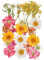 24 Stück Natürliche Getrocknete Blumen Trockenblumen zum Deko Gepresste Gemischte Blätter Gänseblümchen für Kunst DIY Harz Scrapbooking Karten Zubehör Handgemachte Heimdekoration Hochzeit-Stil 2
