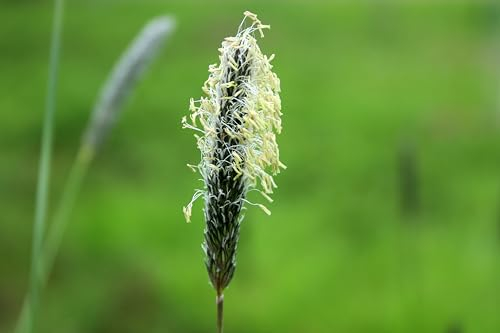 Wiesenfuchsschwanz (Alopecurus pratensis). Bei Wildtieren sehr beliebt (1000 Samen = 1,0g)