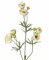 kunstpflanzen-discount.com Ranunkel Kunstblume 65cm hoch mit 6 Creme farbenen Blüten und 3 Knospen - ideal für Blumenstrauß