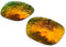 sunglasses restorer Lentes de Recambio para Oakley Holbrook, Fire Iridium Polarizadas