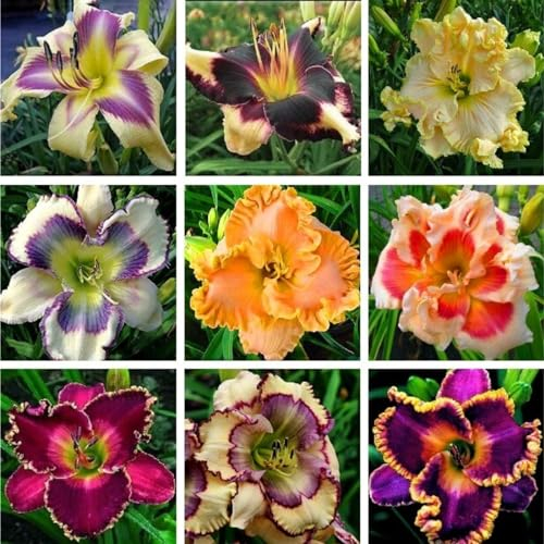 Taglilien zwiebeln,winterhart,taglilien winterhart mehrjährig pflanze,hemerocallis pflanzen,Taglilien,taglilien rhizome,taglilien zwiebeln winterhart,Hemerocallis Knollen.-8zwiebeln-A