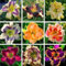 Taglilien zwiebeln,winterhart,taglilien winterhart mehrjährig pflanze,hemerocallis pflanzen,Taglilien,taglilien rhizome,taglilien zwiebeln winterhart,Hemerocallis Knollen.-8zwiebeln-A