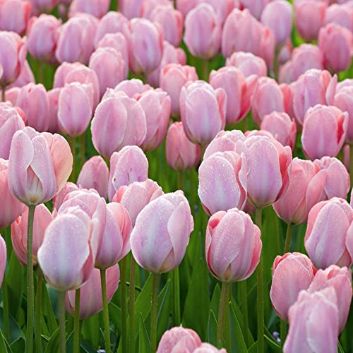 Tulpenzwiebeln Winterhart MehrjäHrig Blumenzwiebeln Zierlauch Zwiebeln Gartendeko FüR DraußEn Balkon Blumen Deko Winterharte KüBelpflanzen Gartenpflanzen Winterlinge 5 Tulpen Zwiebeln Leicht Rose