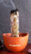 Smudge Bowls - terracotta