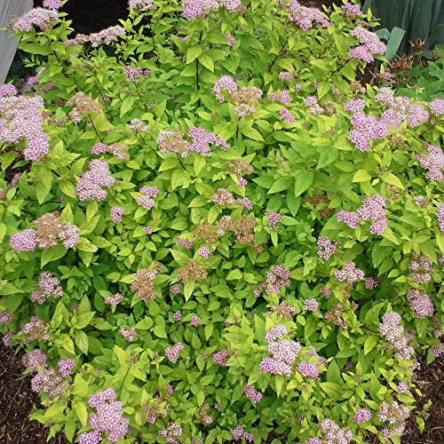 Spiraea Japonica 'Goldflame' - Bridal Wreath - Japanese Deciduous Plants - Outdoor Garden Ready Shrub Plant in Pot (9cm Pot, 20-30cm)