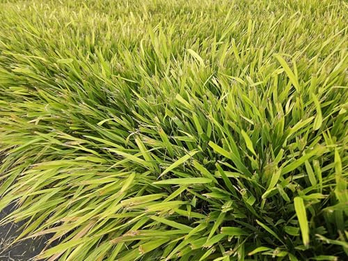 Hakonechloa macra - 24 plantes - 10-25 cm - Ø 9 cm - Herbe forestière japonaise - Herbe ornementale élégante et résistante à l'hiver - Pour jardins ombragés