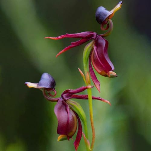 100 Stück fliegende Ente, Orchideen-Blumensamen, Garten, Hof, Heimpflanze, DIY-Bonsai-Dekor, Blumensamen, Obstsamen, Grassamen, Kräutersamen, Sprossensamen, Baumsamen, Gemüsesamen Flying Duck Orch